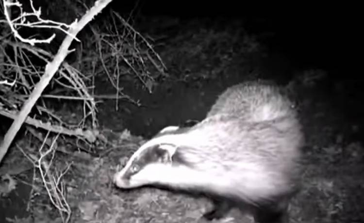 Kamera uchwyciła zaloty borsuków! "Nie miałem pojęcia, że to tak wygląda" [WIDEO]