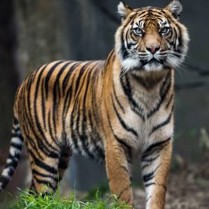 Rolnik przemalował psa na tygrysa, by skuteczniej bronił... pola [WIDEO]