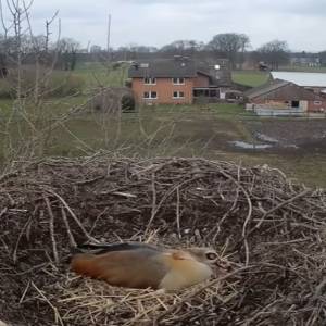 Bociany kontra gęsi egipskie i ich pisklęta. Kamera zarejestrowała dramatyczną walkę o gniazdo [WIDEO]