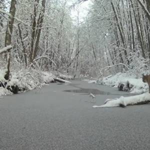 Spektakularny skok rysia uchwyciła kamera. Internauci w szoku: "Nie ryzykował kąpieli" [WIDEO]