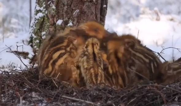 Zobacz, jak dogrzewają się małe dziki! Uroczy widok skrał serca tysięcy internautów [WIDEO]