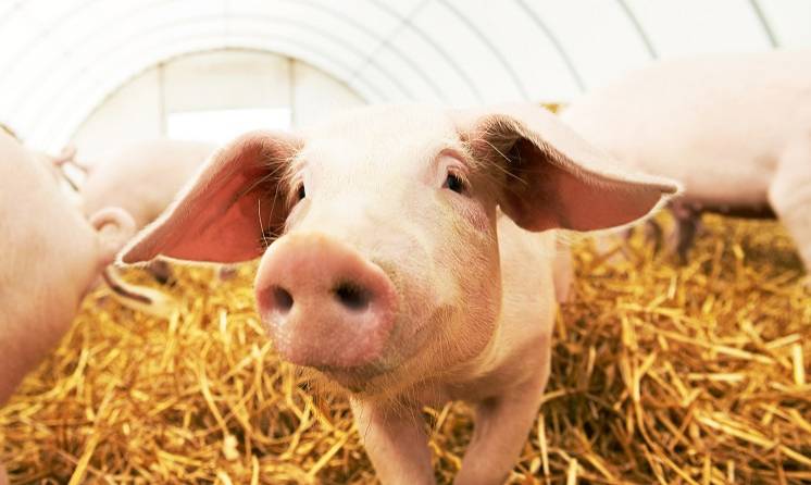 W Chinach każda świnia ma swój pokój w hotelu. Wszystko dla "świńskiego" bezpieczeństwa!