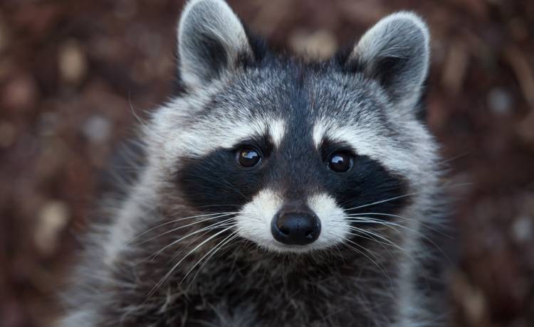 Z ośrodka rehabilitacji dzikich zwierząt skradziono... szopy pracze! Za pomoc w ich odnalezieniu wysoka nagroda pieniężna