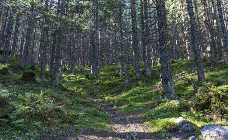 Poszedł za potrzebą do lasu i... zadzwonił po pomoc do TOPR. Akcja trwała całą noc