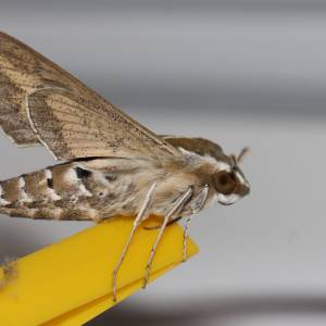 Dlatego masz mole w domu. Oto najlepszy sposób, by się ich pozbyć