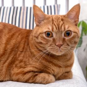 Kot zachowuje się w ten sposób? Sprawdź, co to oznacza!