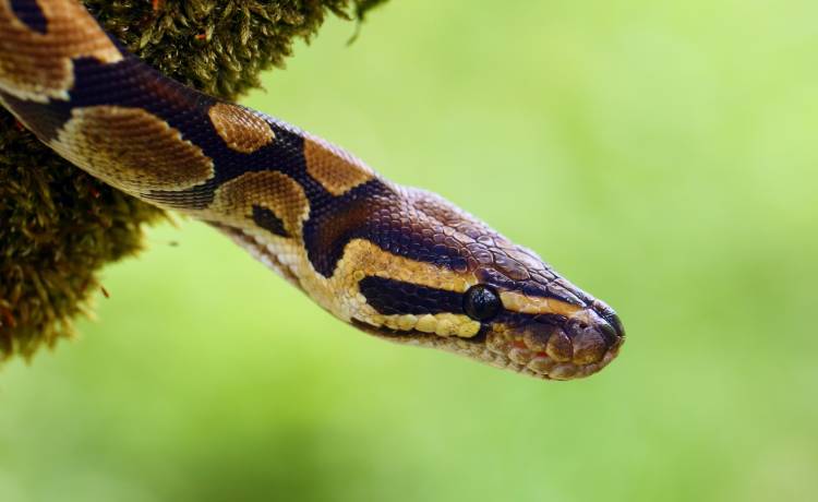 Pyton zaatakował mężczyznę w toalecie. Ugryzł go w genitalia 