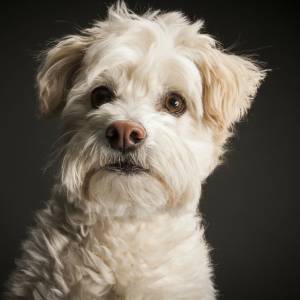 Uważaj na te owoce i warzywa. Psy nie powinny ich spożywać!