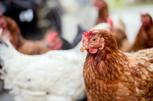 Kura do adopcji. W schronisku na nowego właściciela czekała Jadzia!