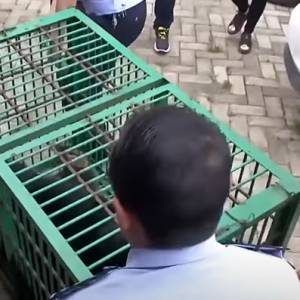 Wychowywała przez dwa lata... niedźwiedzia. Była przekonana, że to pies [WIDEO]