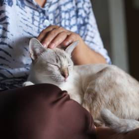 Właściciele kotów ciągle to robią, a nie powinni