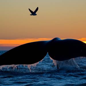 Rybak znalazł na plaży wymiociny wieloryba. Są warte fortunę!