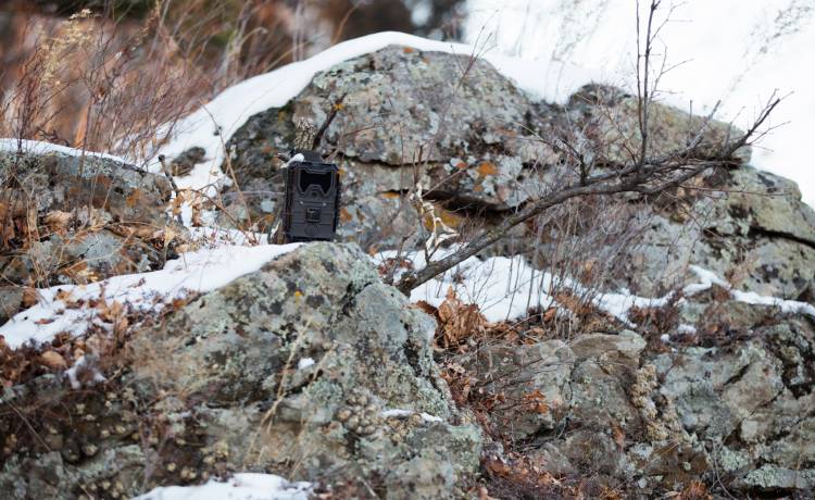 Czy niedźwiedzie jeszcze śpią? Nagranie z fotopułapki nie pozostawia wątpliwości! [WIDEO]