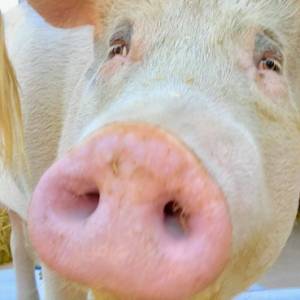 Pigcasso zaprojektowała zegarek dla Swatch: Twórczość świni-malarki zyskuje coraz większe uznanie!