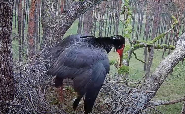 Atak na bociana czarnego! Królewicz musiał się bronić. Wszystko zarejestrowała kamera! [WIDEO]