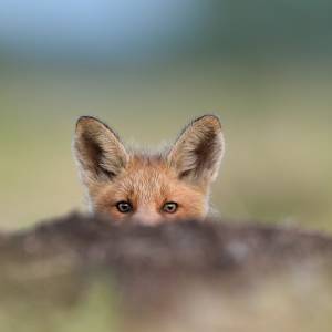 Lis utknął w płocie. "Miał taką minę, jakby mówił: Wcale nie zjadłem waszej kury" [FOTO]