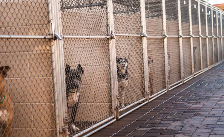 Pies ze schroniska w nietypowy sposób przyciąga uwagę! "Nikt nie może przejść obok jego klatki obojętnie" [WIDEO]
