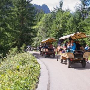 Kulejący koń ciągnął wóz z turystami do Morskiego Oka. "Ból i cierpienie" [WIDEO]