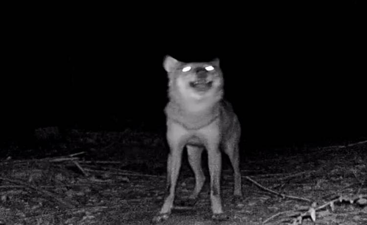 Takie nagranie to rzadkość! Wilk zawył tuż przed kamerą. "Jak zapozował" [WIDEO]