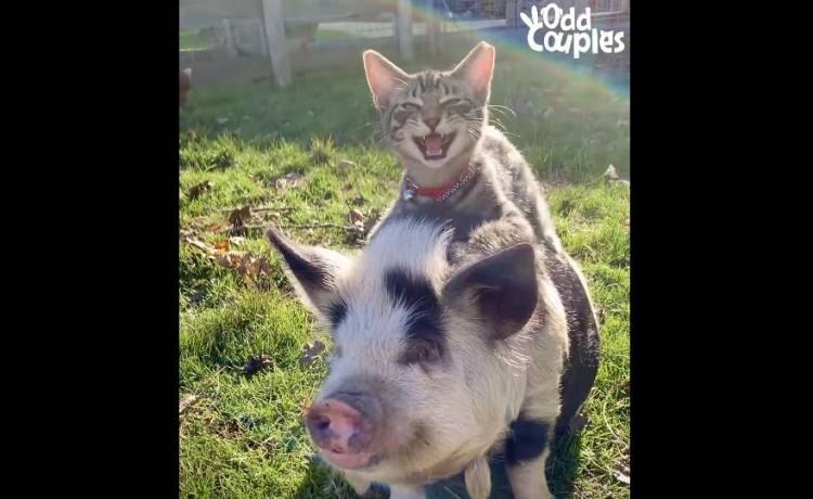 Ta zgraja zwierzaków robi furorę w sieci! Kot masujący świnie skradł serca internautów