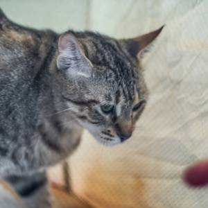 Chciał sprawdzić, co robi jego kot, gdy on śpi: Właściciel otrzymał wyjątkowe ujęcia!