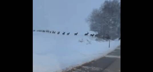 Setki dzikich zwierząt na drodze. Taki widok pamięta się do końca życia! [WIDEO]