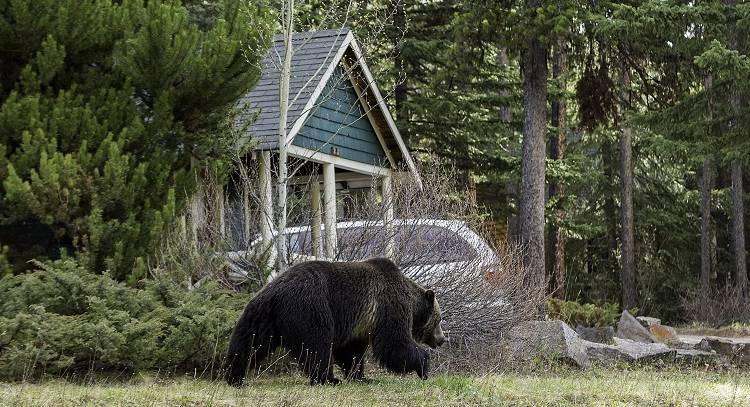 Nietypowe seryjne włamania do domów. Policjanci byli w szoku, gdy odkryli, że stoi za nimi leśna rodzina [WIDEO]   