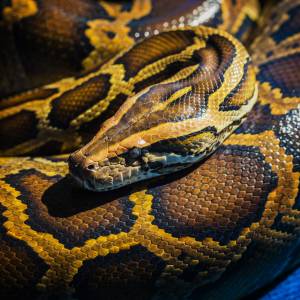 Poznań. Weszła do łazienki. Czekał tam na nią... pyton królewski [FOTO]