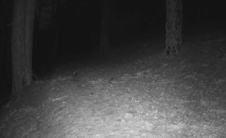 Borsuk kontra wilki. Wszystko nagrała kamera! Rozbawieni internauci komentują: "1:0 dla borsuka" [WIDEO] 