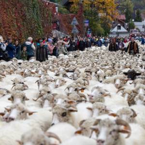 Owce wracają do domu – jesienne redyki 2025. Sprawdź, gdzie zobaczyć góralskie święto!