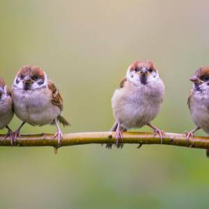 Wróbel wleciał do domu? Wiadomo, co to oznacza
