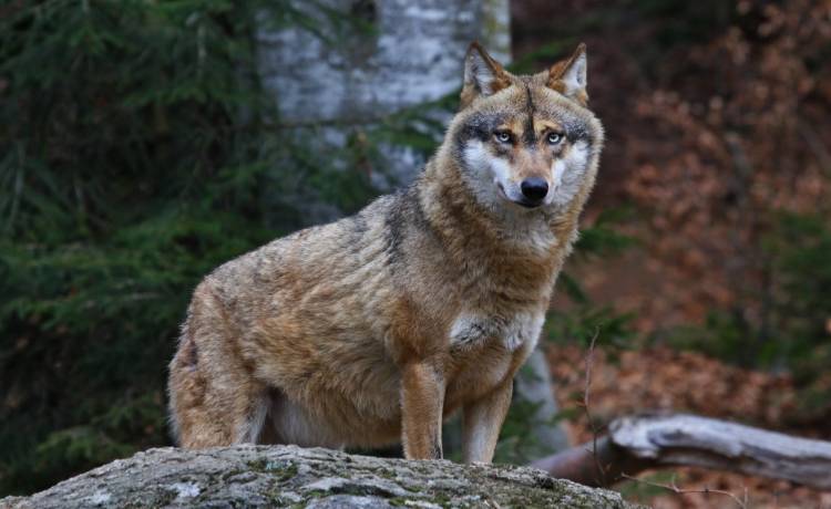 Pozujący przed obiektywem wilk robi furorę w sieci! Takiego nagrania jeszcze nie było... [WIDEO] 