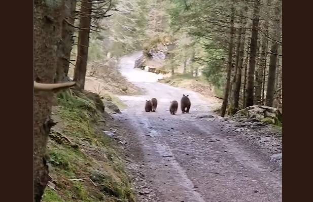 Niedźwiedzie na szlaku w Dolinie Kościeliskiej! "Jeszcze szybciej bym spitalała niż te misie" [WIDEO]