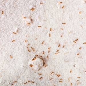 Gryzki potrafią uprzykrzyć życie. Czym są i jak się ich pozbyć?