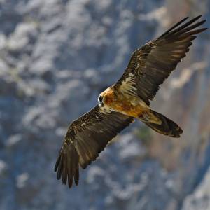 W Poznaniu pojawił się orłosęp. Nagranie mrozi krew w żyłach 