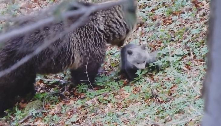 Te dwa niedźwiadki robią furorę w Internecie! Maluchy buszują po bieszczadzkich lasach i mają już tysiące fanów! [WIDEO]