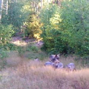 Rozbrykane wilczki w obiektywie fotopułapki! "Rozkoszniaczki" [WIDEO]