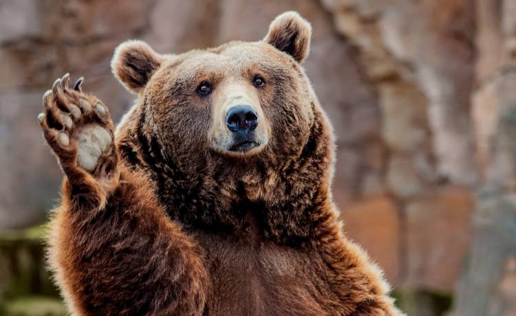 To robią niedźwiedzie, gdy nikt nie patrzy! Przepychanki i wygibasy tuż przed obiektywem kamery [WIDEO]