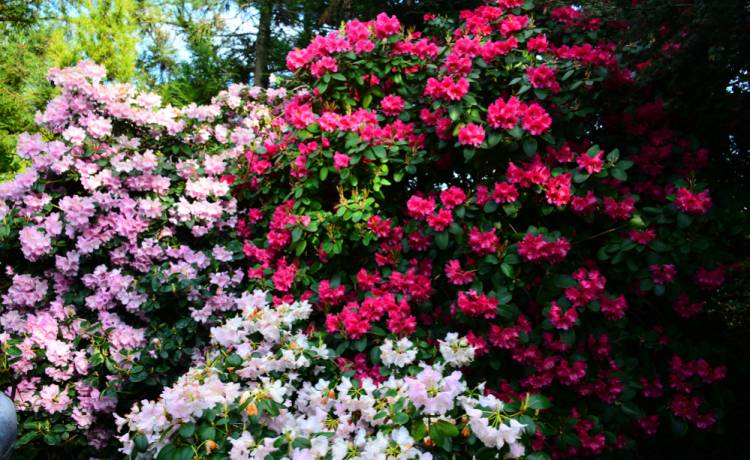 Twój rododendron marnieje? Oto 5 trików, które uratują roślinę, fot. Shutterstock