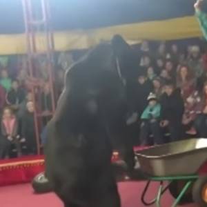 Atak niedźwiedzia podczas cyrkowego pokazu. Drastyczne nagranie trafiło do sieci [18+]