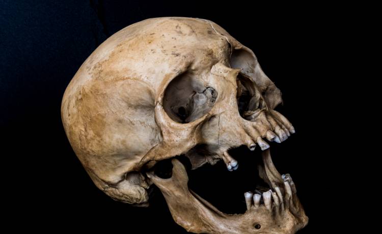 Sklep wystawił na sprzedaż zabawkę. Okazało się, że to ludzka czaszka 