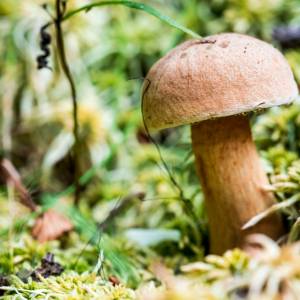 Tego grzyba unikaj podczas zbierania. Jego smak psuje wszystkie potrawy 