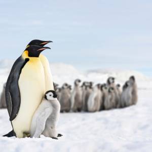 Królewska Gwardia Norweska mianowała generałem... pingwina [FOTO]