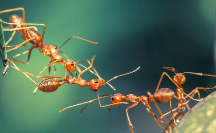 Mrówki kanibale w Polsce. Niezwykłe odkrycie naukowców!