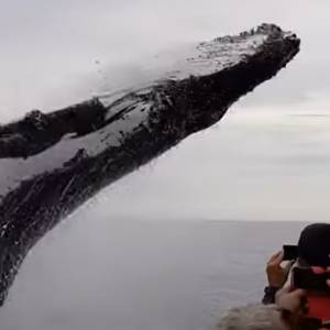 Takiego spotkania nikt się nie spodziewał. Wieloryb prawie zmiażdżył łódź [WIDEO]