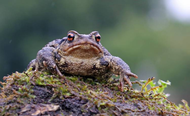 Zaskroniec zaatakował ropuchę. Reakcja płaza zaskoczyła internautów... i gada! [WIDEO]