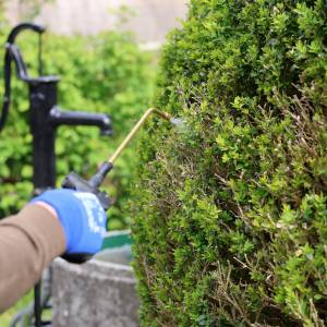 Ćma bukszpanowa nie będzie cię niepokoić. Prosty i skuteczny oprysk