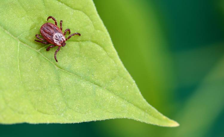 Te kleszcze przenoszą śmiertelną chorobę! Pojawiły się we Francji