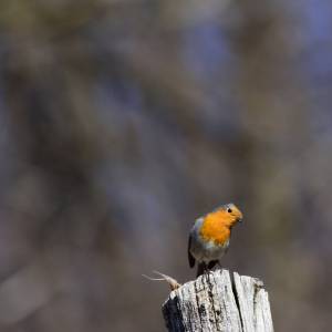 To postrach szkodników. Tak zwabisz rudzika do ogrodu