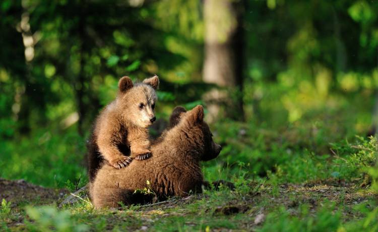 Przestraszony niedźwiadek wbiegł na zatłoczony szlak w Tatrach. "To nie on powinien uciekać" [FOTO]